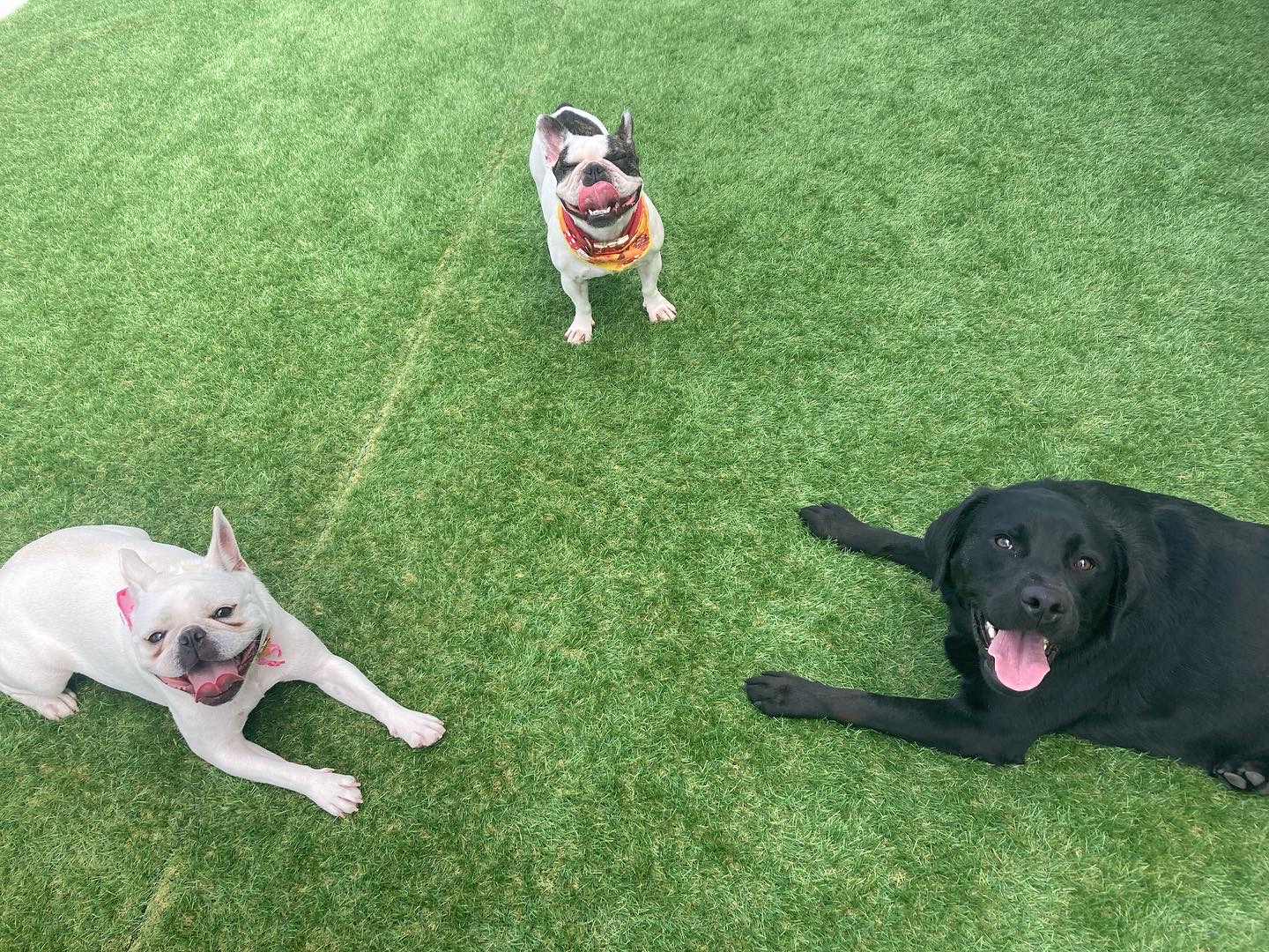 ルーク、メイ、ブブ、ポポ、クルム 大阪府池田市(北摂)の出張型犬のしつけ教室「ドッグスクールRoots」 ドッグスクール Roots